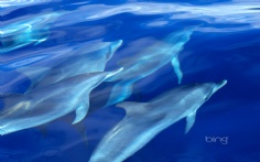 DolphinPod1920x12007-24-2012 11_45_40 AM Bing Desktop
